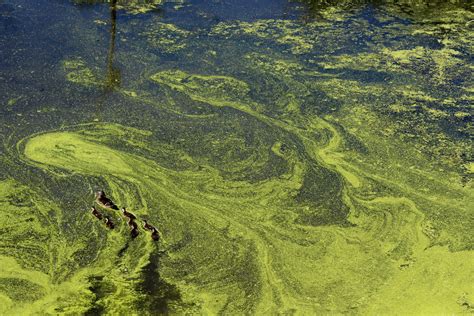 8 Colorado lakes suspected of toxic algae blooms. Here’s why it’s getting worse.